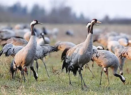 Les Piafs Du Der 2 * Joncreuil